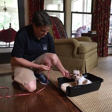 Puppy training crate training