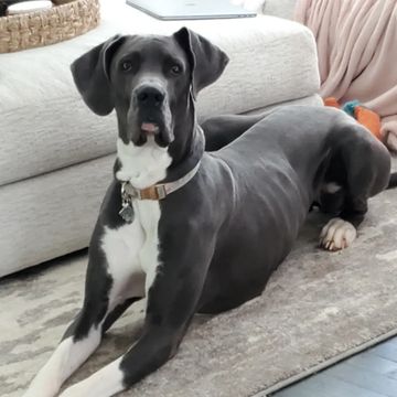 Dog doing down command in living room floor