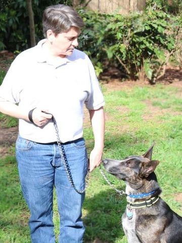 Dog training loose leash walking and sit