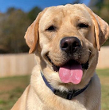 Labrador dog sitting in the yard