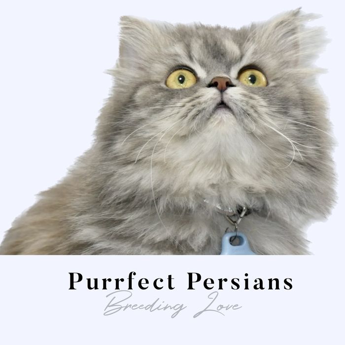 We are a Home-based Cattery dedicated to breed healthy, loved, and well socialize of Persians.