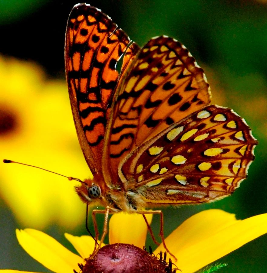 Spangled Fritillary butterfly (brown with white spots) on native Black Eyed Susan (Rudbeckia hirta)