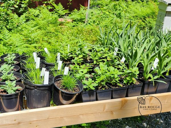 Native plant nursery tabletop with a variety of native plant species in various size pots for sale