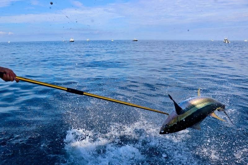 Tale Chaser II Action shot pulling the tuna in!