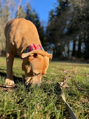 Nala's first tag along session!