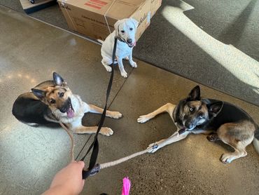 Echo, Arthur, and Nymh enjoy an outing at Cabela's!