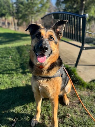 Calypso exploring Keizer Rapids while working on dog reactivity!