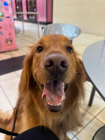 Rudy after a great working walk at Salem Center mall!