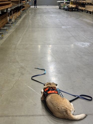 Service dog in training Opie doing some intensive down/stay practice!