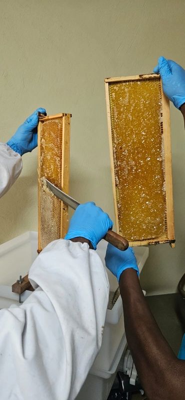 Two people with blue gloves harvesting honey from honeycomb frames.