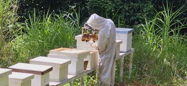 A beekeeper inspecting a honeycomb frame near several beehives in a green outdoor setting.