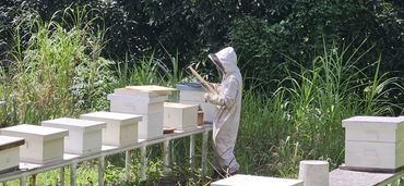 Beekeeper in protective suit inspecting beehives outdoors.