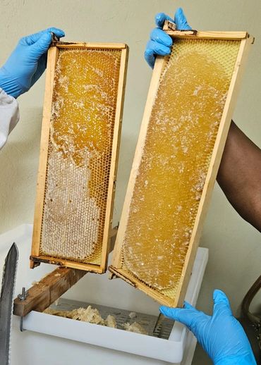 Two hands holding honeycomb frames with blue gloves above a white container.