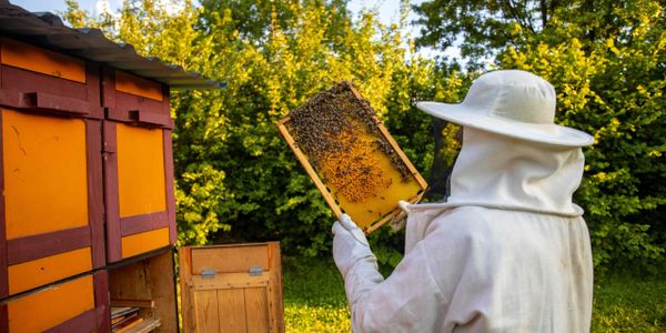 Beekeeper at Fort Amherst, Chatham