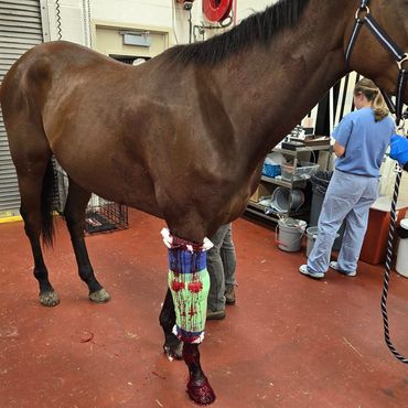 Call out #21 for the year
Emergency transport to New Bolton of an arterial puncture from unknown obj