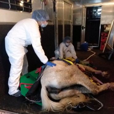 Fair Hill Emergency Response Team Call #26 for 2024. - A Arabian mare, 24 yrs old, been down since 1