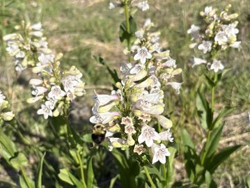 Close-up of white flowers with a bee gathering nectar.