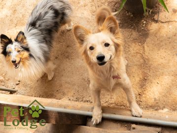 kennel cattery cats Boarding, day camp, grooming, dogs walking, training, international travel Amman