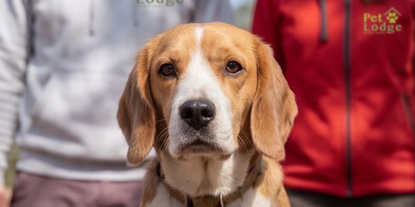 A close-up of a beagle dog with people in the background.