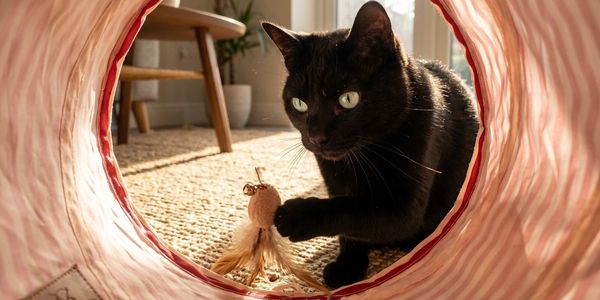 Black Cat