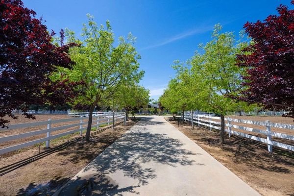 Tree lined driveway in Clovis, CA