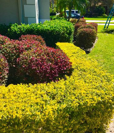 multiple trimmed hedges at varying heights and colors in a front yard