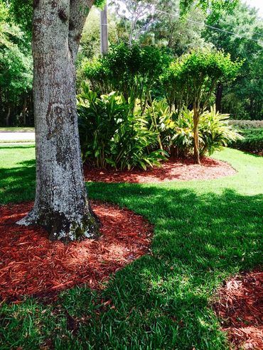 trees and landscape surrounded by mulch in a circle within green sod