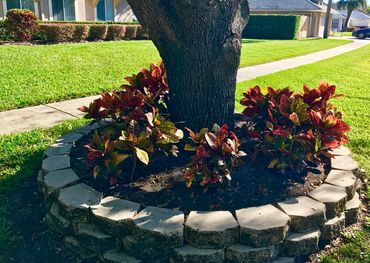 tree with pavers creating a landscape bed with plants