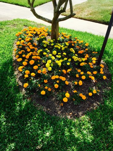 flower bed in a yard around a tree