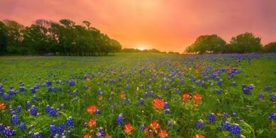 Morning Meadow image