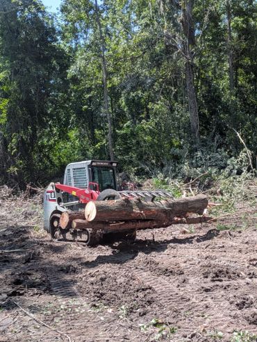 A construction vehicle carrying large cut tree logs in a forest clearing.