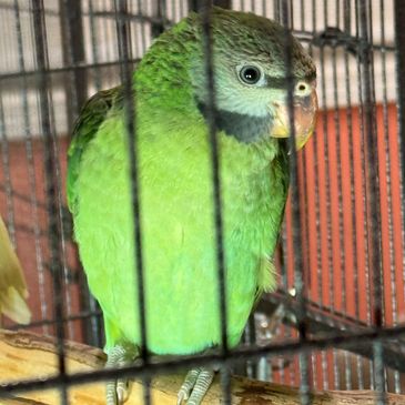 Green parrot inside a cage.