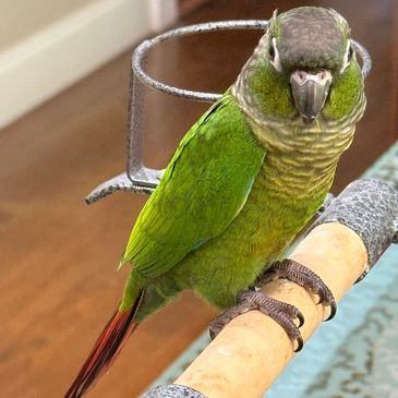Green parrot perched on a stick indoors.