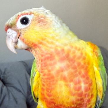 Close-up of a colorful parrot with orange, yellow, and green feathers.