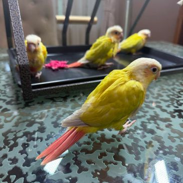Four yellow parrots on a patterned glass table.