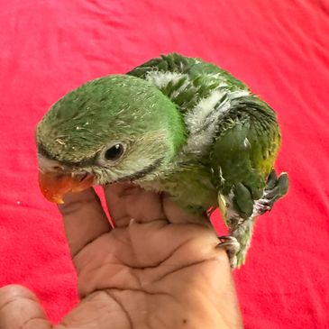 A small green parrot perched on a person's hand against a red background.