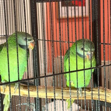 Two green parrots inside a black cage.
