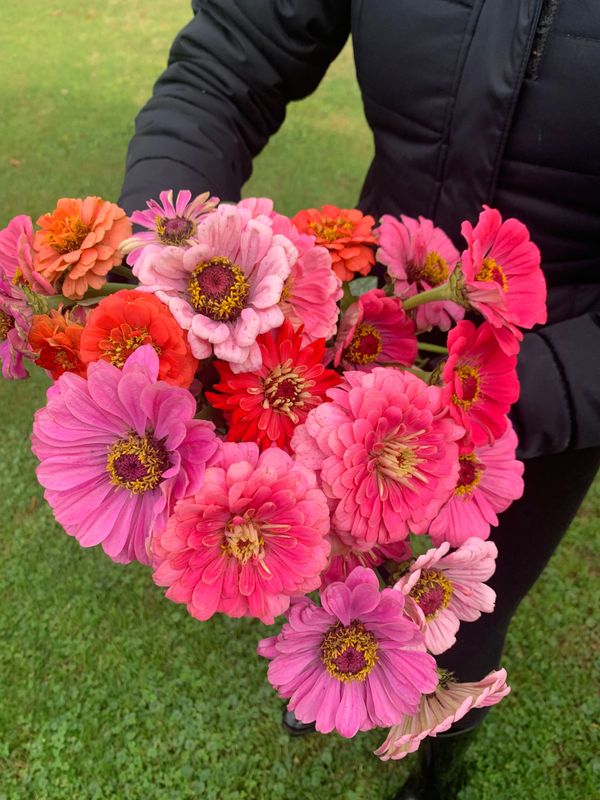 End-of-season pick of zinnias!