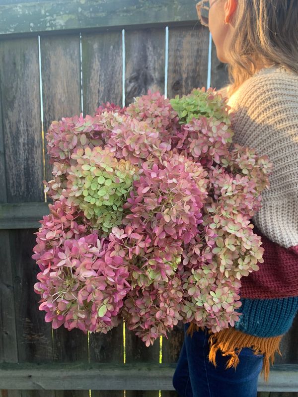 Limelight hydrangeas