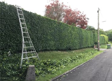A tall hedge with a trimming ladder leaning against it beside a street.
