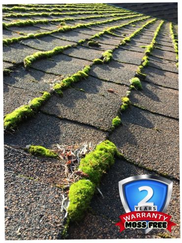 Close-up of moss growing between roof shingles with a 2-year moss-free warranty badge.
