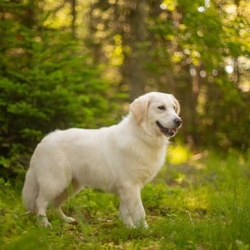 Golden retriever standing in a lush green forest.
