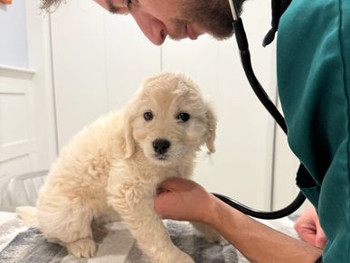 Vet examining a cute puppy with a stethoscope.