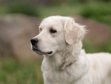White Golden Retriever dog looking sideways outdoors.