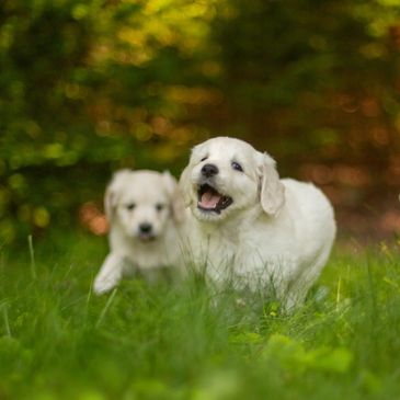 Two playful white puppies running on green grass.