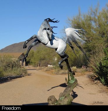 Freedom, Arabian horse life size bronze in grey bronze patina. 