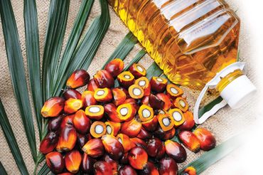 Palm Oil