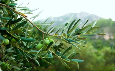 Olive Leaf Extract
