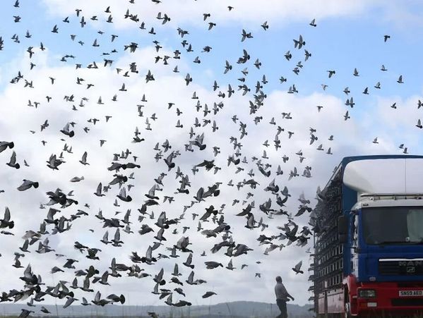 racing pigeon liberation