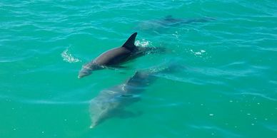 dolphin, Blackburn Point, Casey Key, swim, Gulf of Mexico, boat tour, Easy Cruisin', sunset, manatee